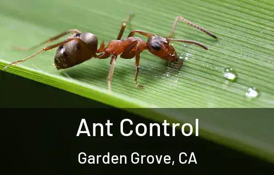  Ant Control Garden Grove, CA