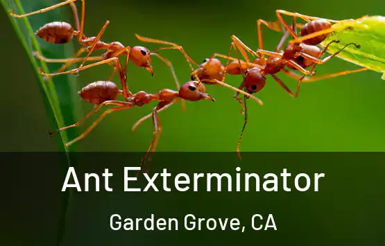  Ant Exterminator Garden Grove, CA