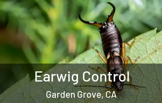  Earwig Control Garden Grove, CA