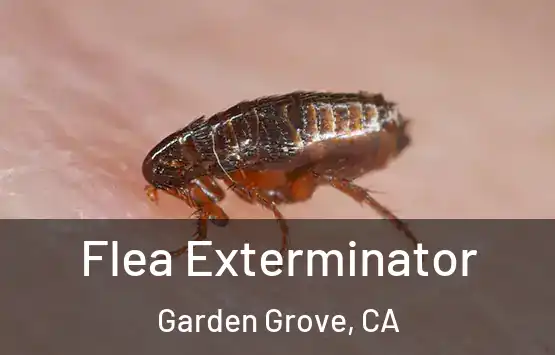  Flea Exterminator Garden Grove, CA