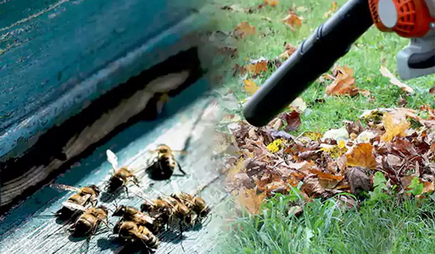 Wasps Pest Control Garden Grove, CA