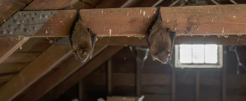 bat-exterminator in Garden Grove, CA