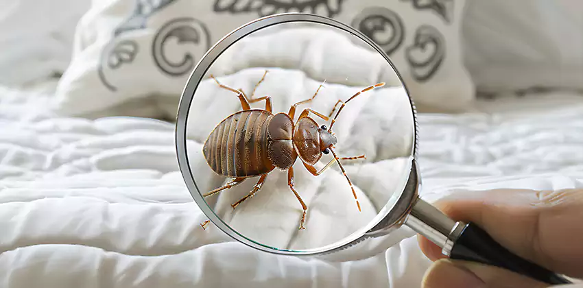 bed-bug-pest-control in Garden Grove, CA