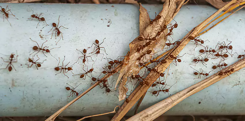 Fire Ant Extermination in Yards, Parks, and Outdoor Spaces Garden Grove, CA