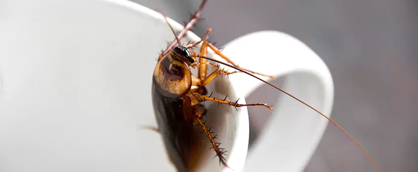 cockroach-pest-control in Garden Grove, CA