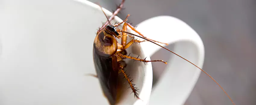 cockroach-treatment in Garden Grove, CA