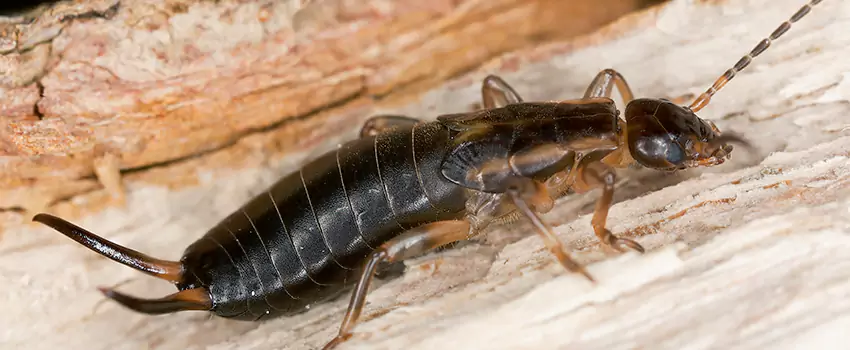 earwig-control in Garden Grove, CA