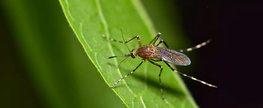 mosquito-treatment in Garden Grove, CA
