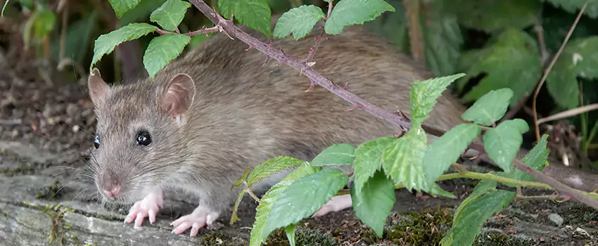 mouse-control in Garden Grove, CA