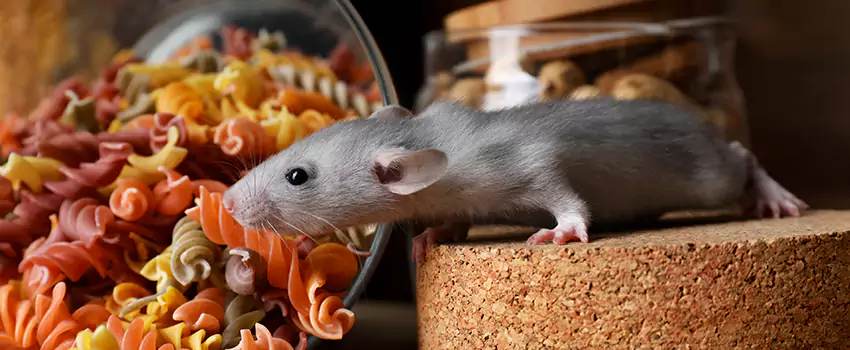 mouse-exterminator in Garden Grove, CA