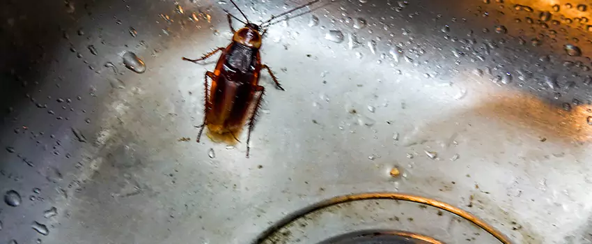 roach-control in Garden Grove, CA