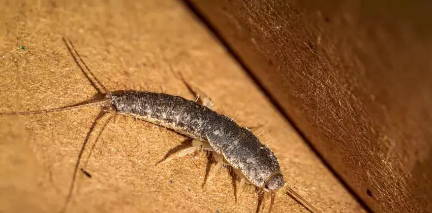silverfish-control in Garden Grove, CA
