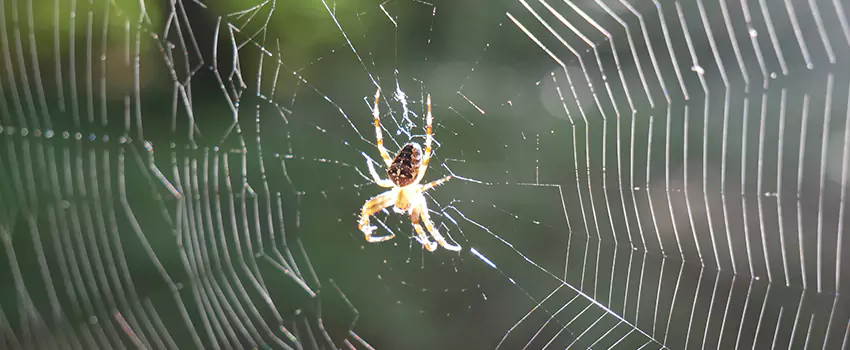 spider-pest-control in Garden Grove, CA