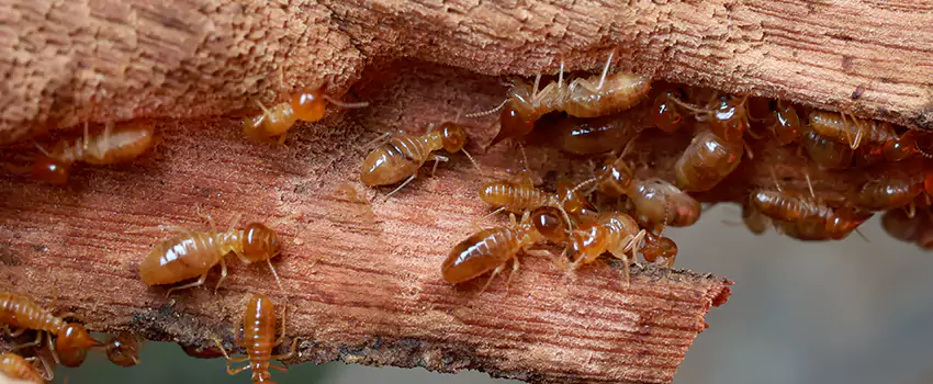 termite-treatment in Garden Grove, CA