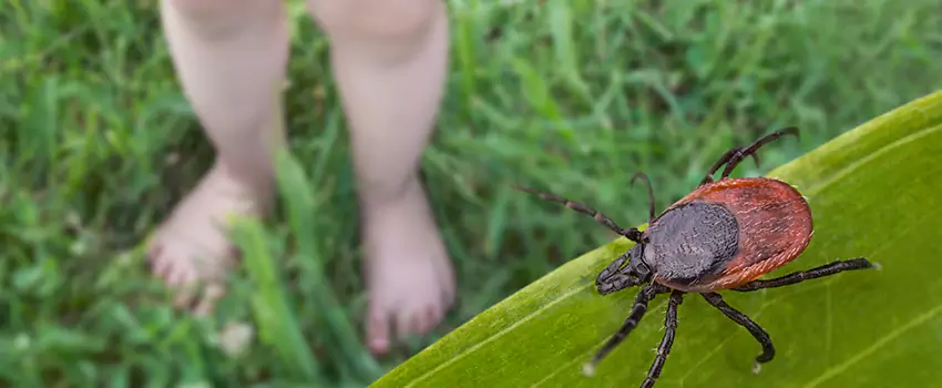 tick-treatment-for-yard in Garden Grove, CA