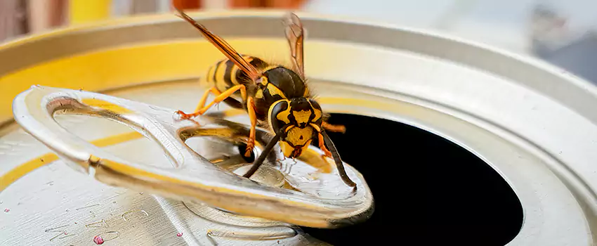 yellow-jacket-exterminator in Garden Grove, CA