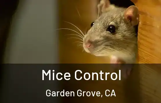  Mice Control Garden Grove, CA
