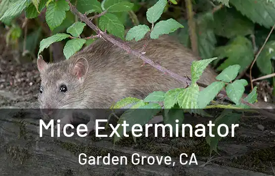  Mice Exterminator Garden Grove, CA