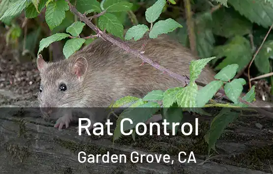  Rat Control Garden Grove, CA
