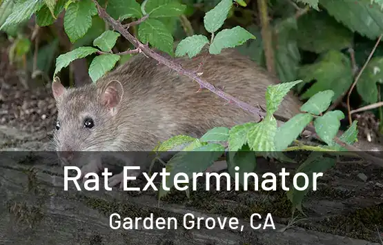  Rat Exterminator Garden Grove, CA