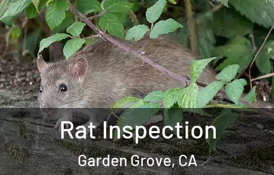  Rat Inspection Garden Grove, CA