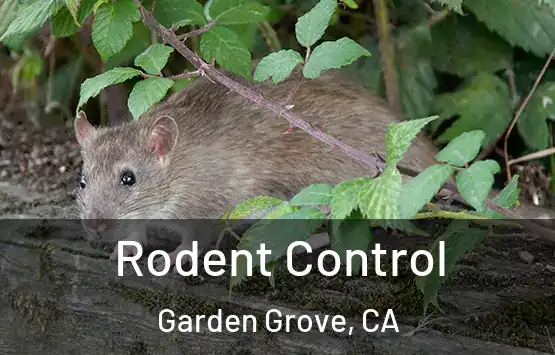  Rodent Control Garden Grove, CA