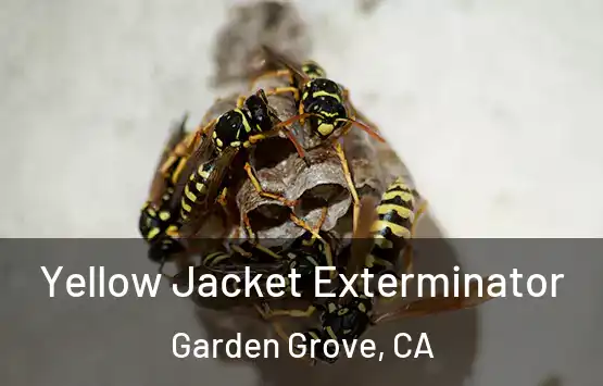  Yellow Jacket Exterminator Garden Grove, CA